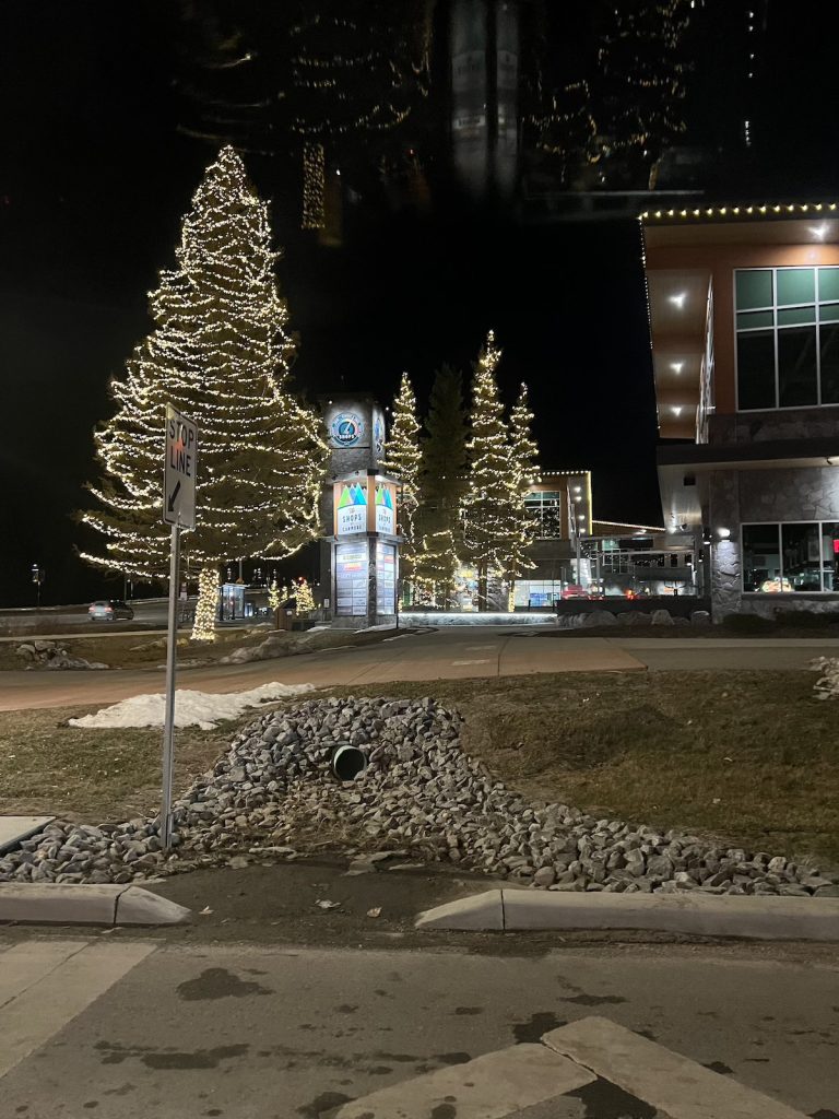 A residential street at night with multiple pine trees completely decked out in sparkly lights.