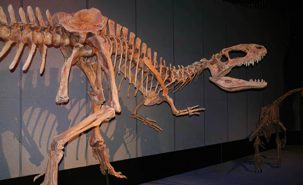 Two dinosaur fossils displayed standing up inside a museum.