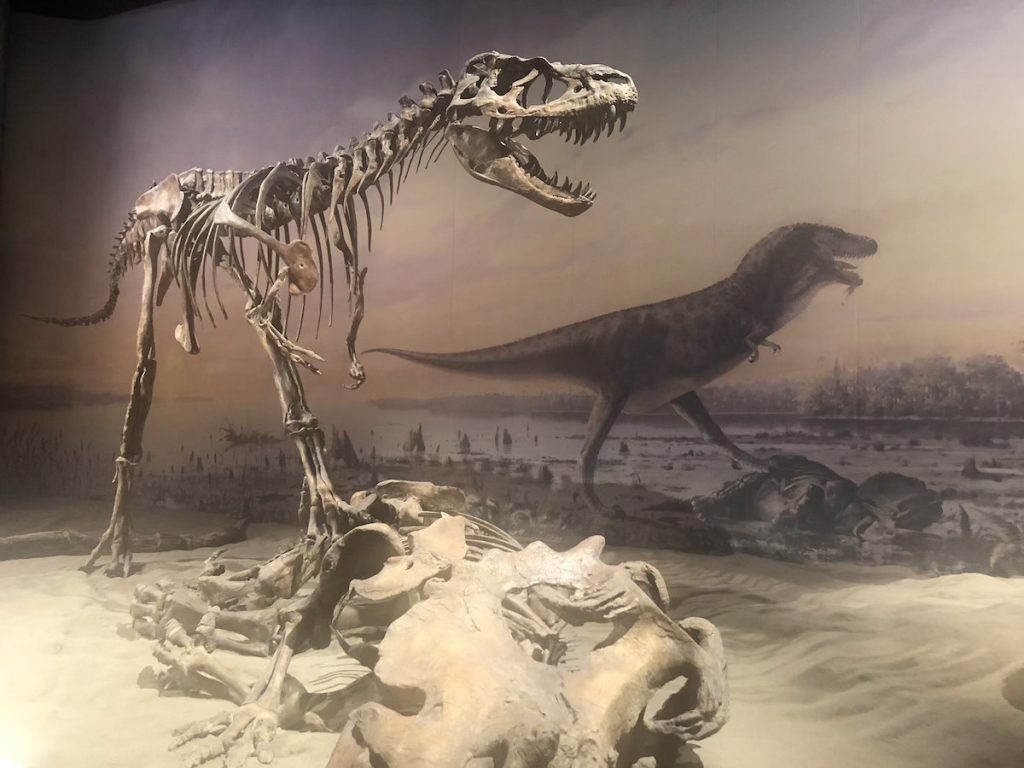 A dinosaur skeleton in a museum at the Royal Tyrel Museum