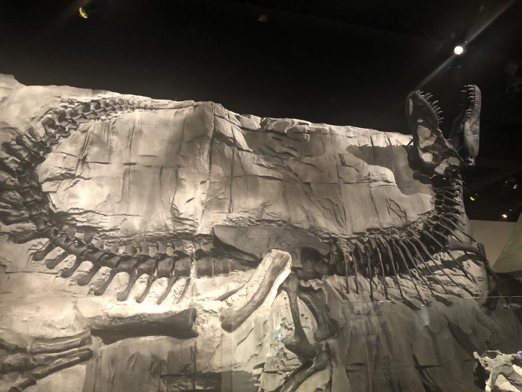 A black fossil of a t-rex that almost all encased in rock on display inside a building.