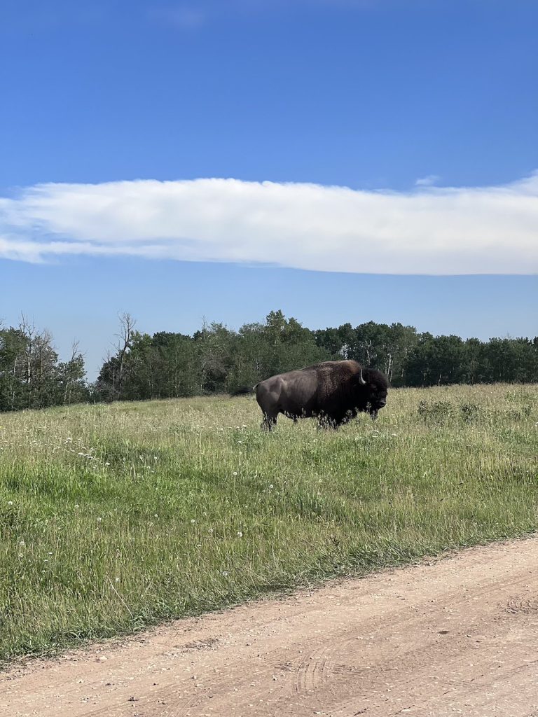 An American bison standing in long grass next to a dirt road with blue sky above.