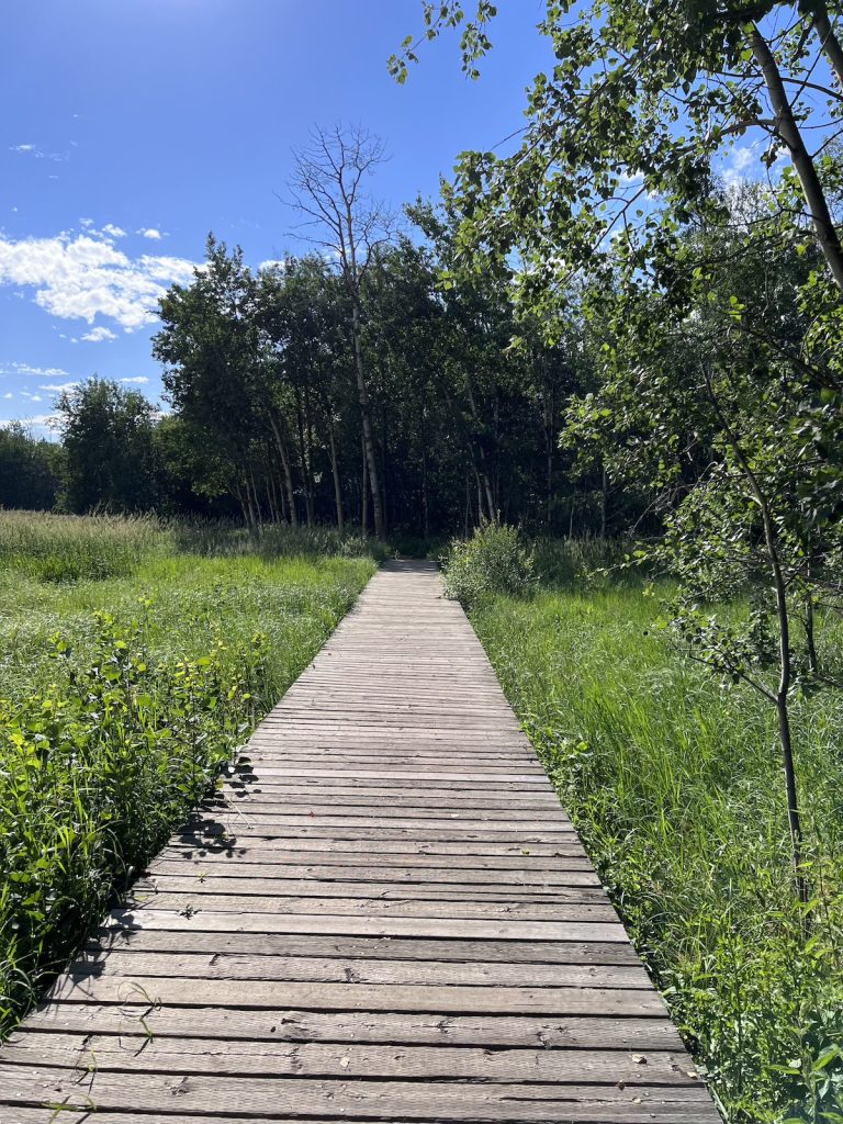 A wooden boardwalk with tall grasses on either side leading into a thicket of small-ish trees.