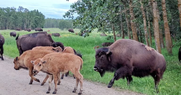 One of the things to do in Elk Island National park a herd of bison and baby bison cross the road