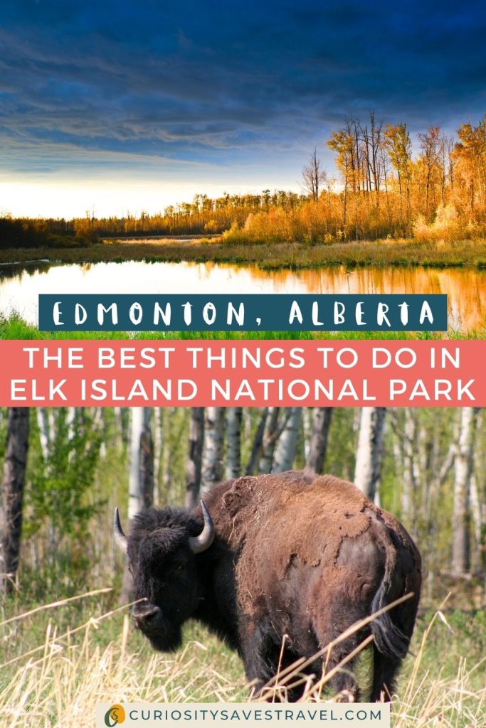 A landscape photo of sun on trees next to a lake under a dark cloudy sky, above a photo of a bison looking back at the camera, with text in between that reads "Edmonton, Alberta" and "The best things to do in Elk Island National Park."