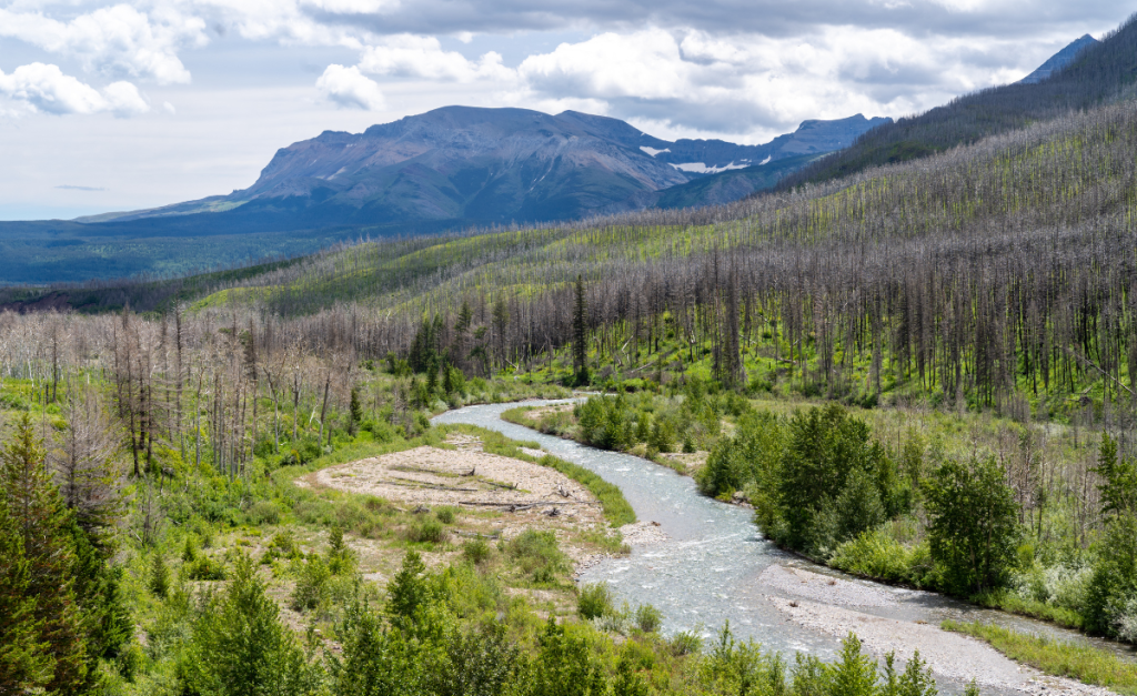 waterton Lakes National Park creek running through a forest and mountains