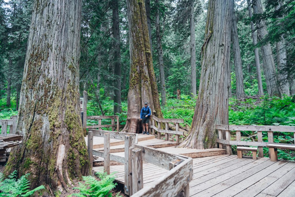 A man stands on a boardwalk in a forest with towering trees