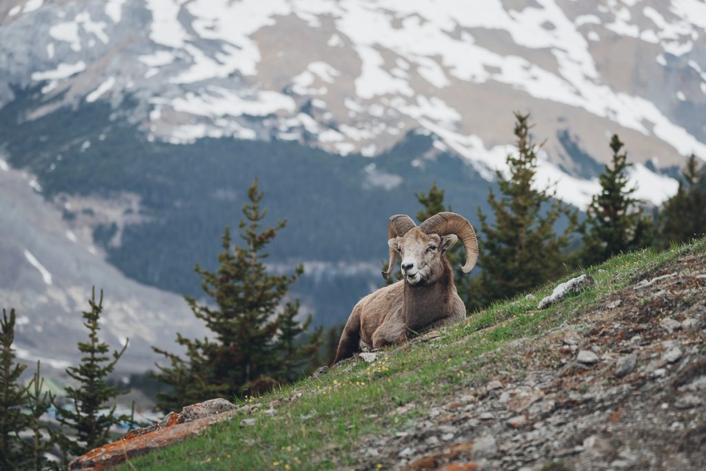 A big horn sheep sits in the mountains in Jasper National Park
