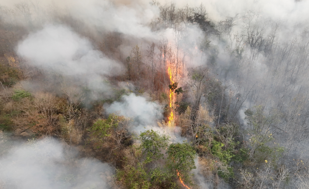 An aerial photo of a forest fire, with a line of fire in the middle clearly showing unburned forest on one side and burned trees on the other. 