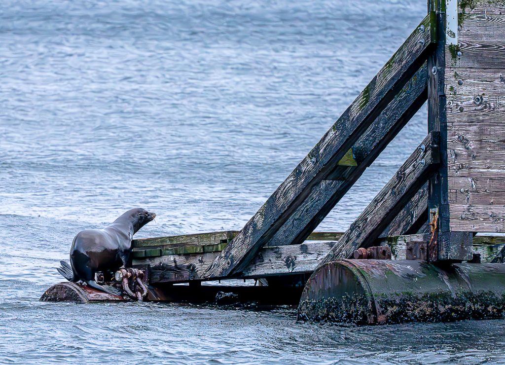 A sea lion sits on a floating dock at Porteau Cove 