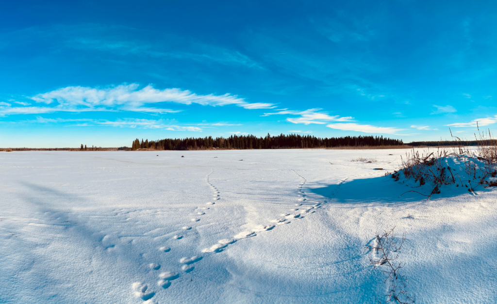 A wide plain covered in snow with footprints leading to some trees in the distance, under a clear blue sky.