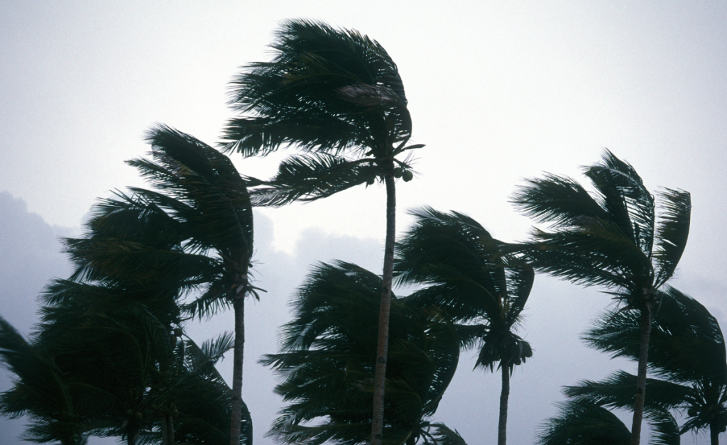 Palm trees with their leaves all bending one way to show high winds with complete dark cloud cover behind.