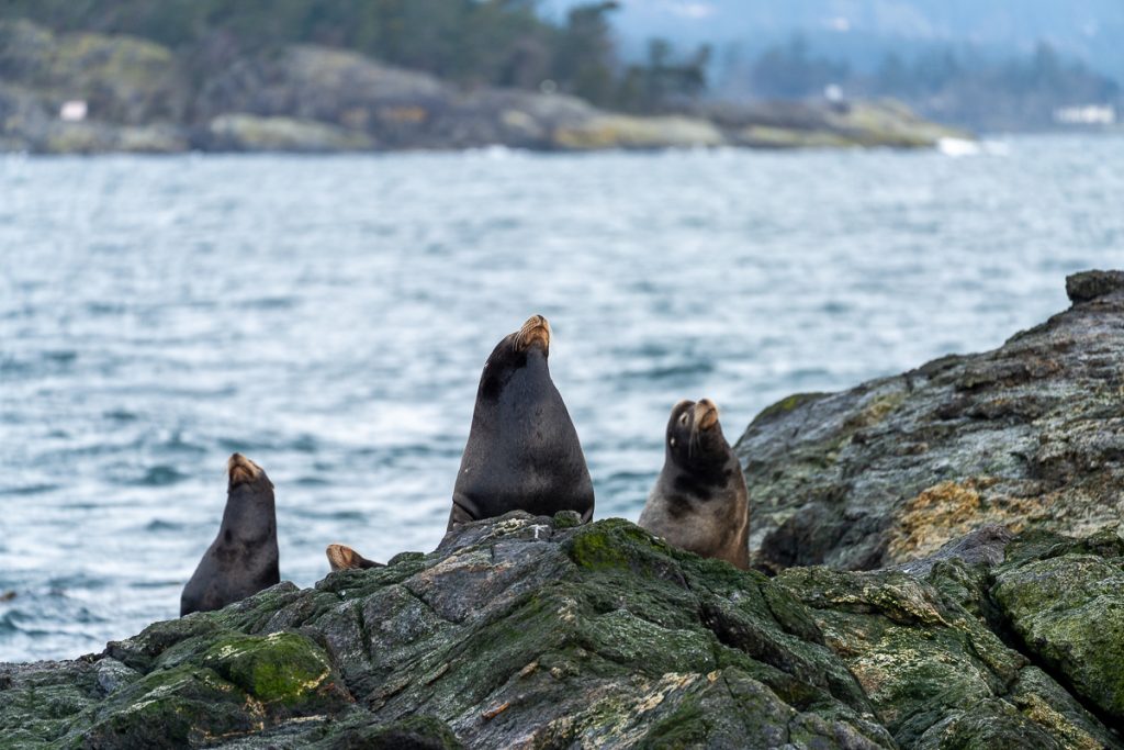 a group of sea lion on a rock