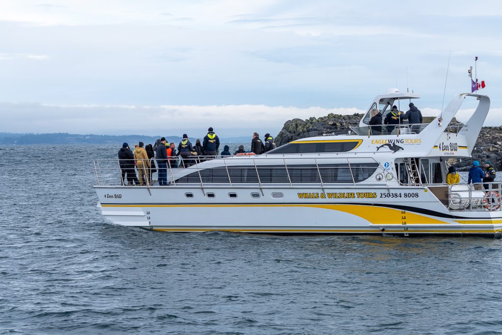 A boat called Eagle Wings goes whale-watching in Victoria