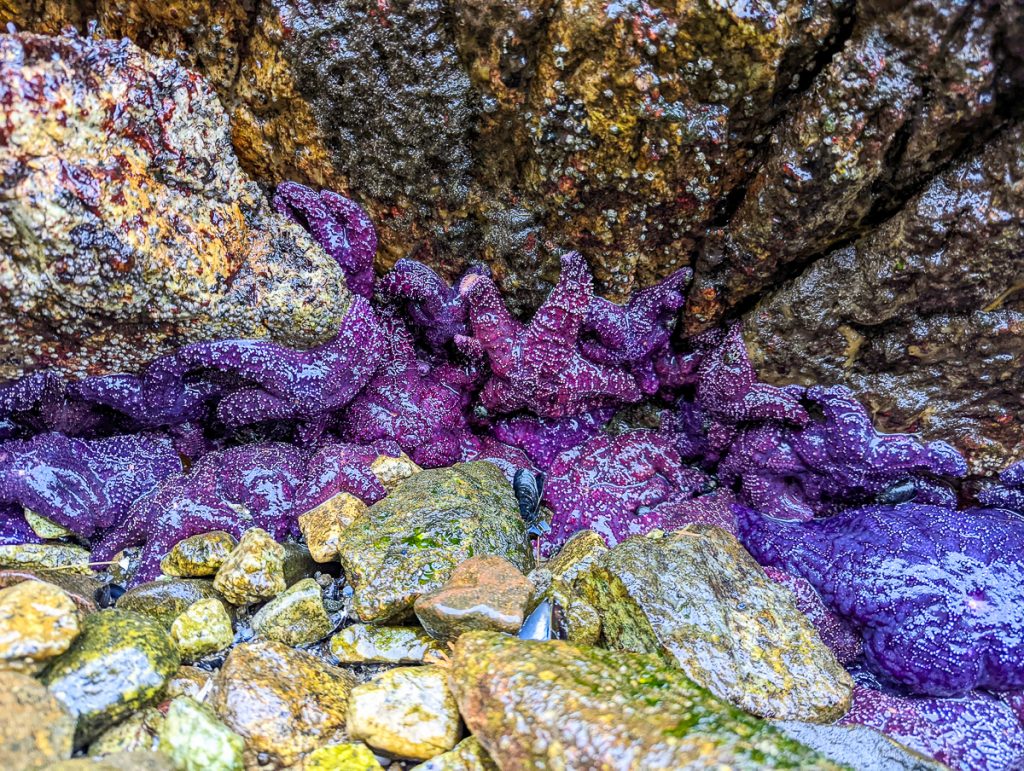 purple starfish in a rocky crack in Whytecliff Park 