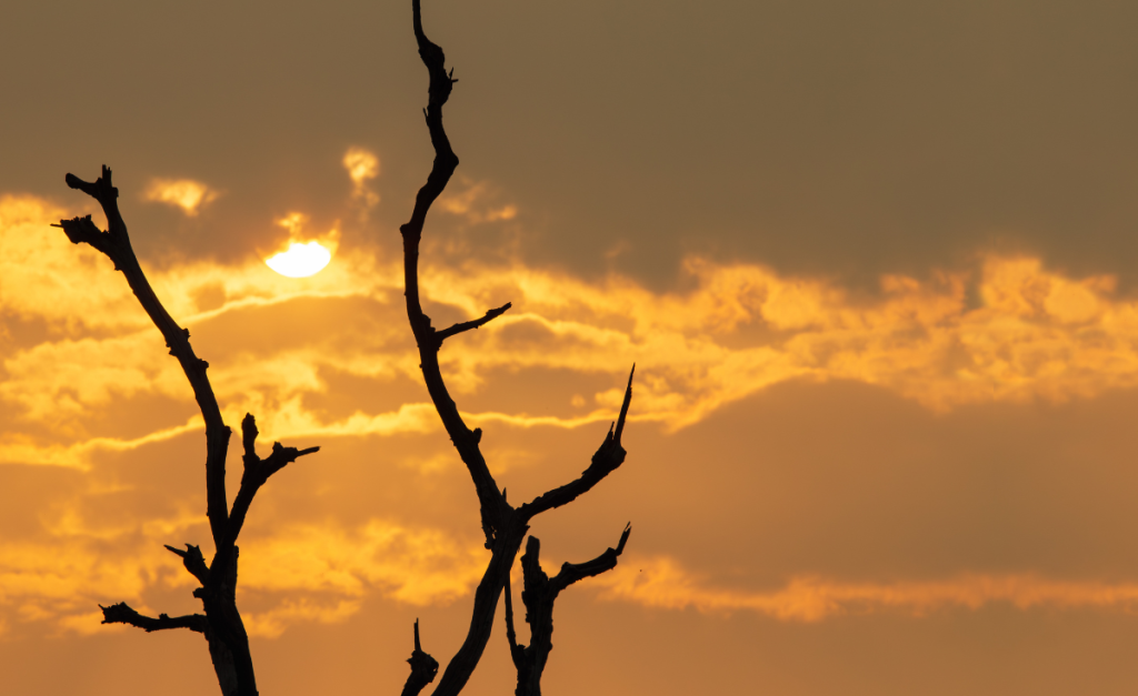 Bare branches silhouetted in front of an intense yellow sky with the sun peeking behind clouds.