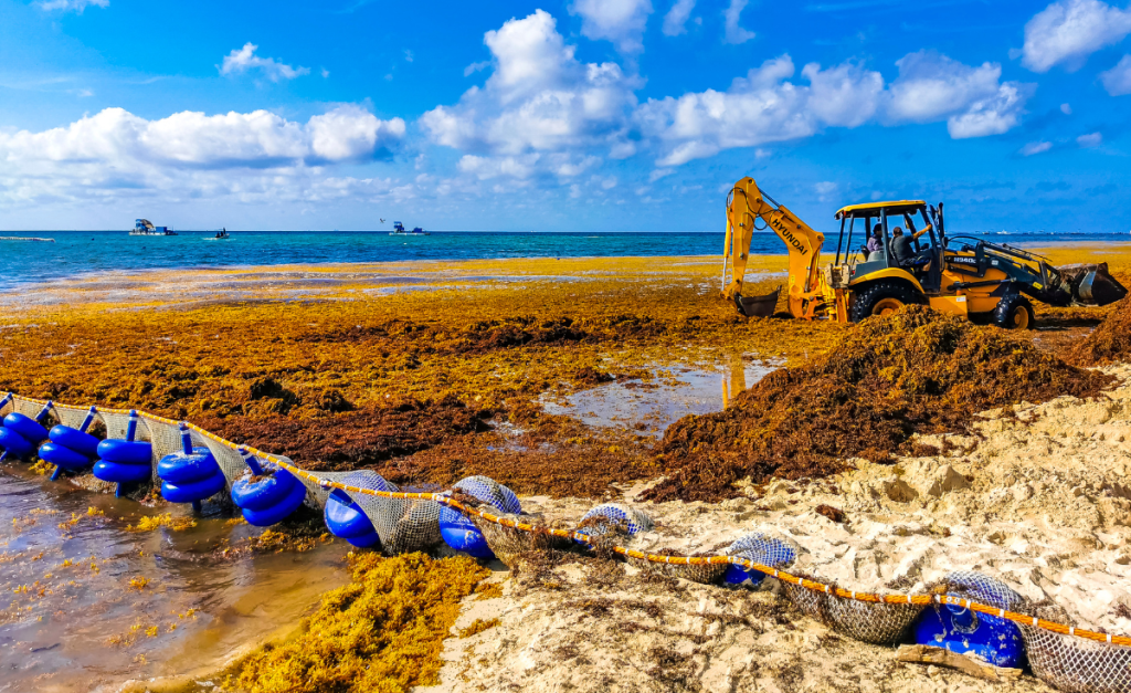 A yellow digger truck digging up huge piles of brown seaweed on a beach with a net with blue buoys in the foreground and boats on the water under blue skies in the background.
