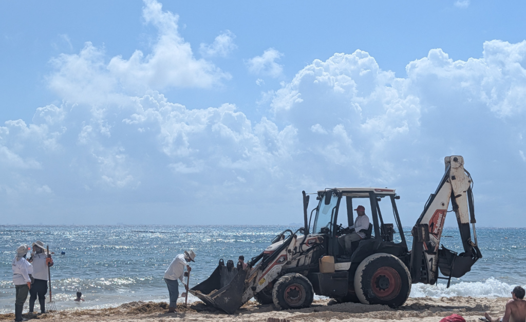A white digger truck and people with rakes cleaning up seaweed on a beach on a sunny day.