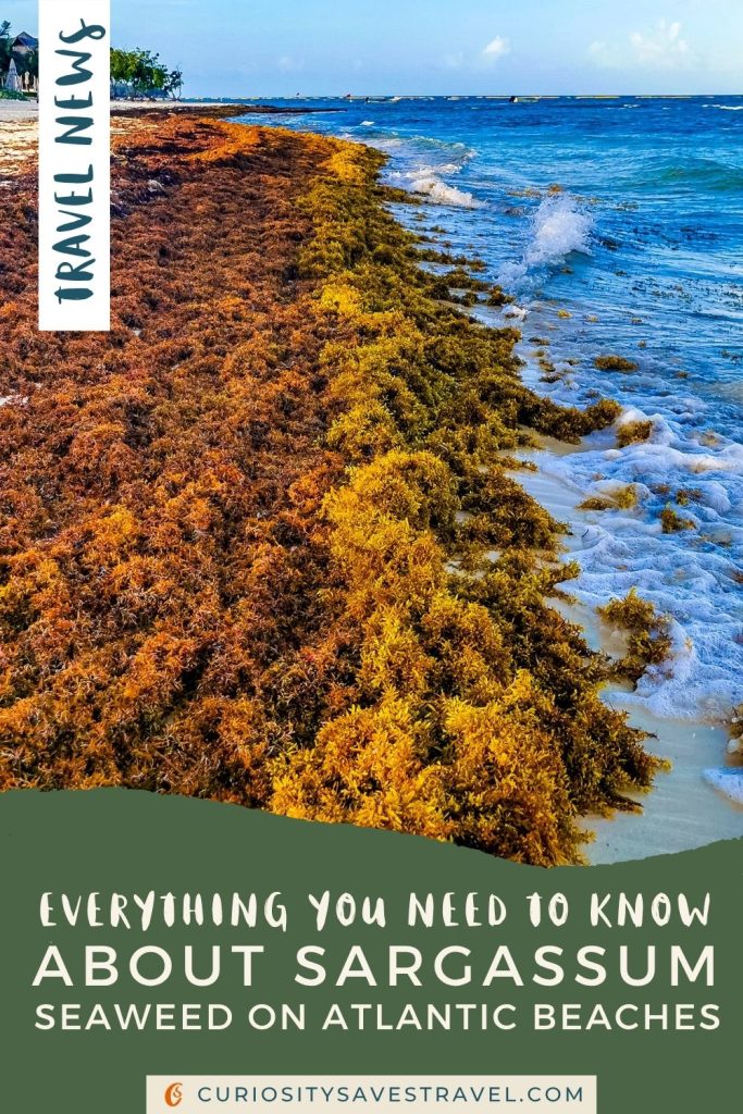 An image of a beach covered in seaweed with a box in the top left that says "travel news" and text in a box at the bottom that says "Everything you need to know about Sargassum seaweed on Atlantic Beaches."