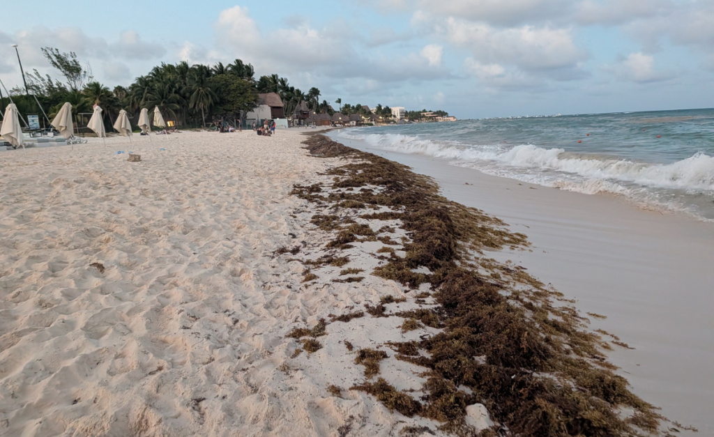 A sandy beach with umbrellas and buildings next to the greenery behind the beach and line of brown seaweed at the water line.