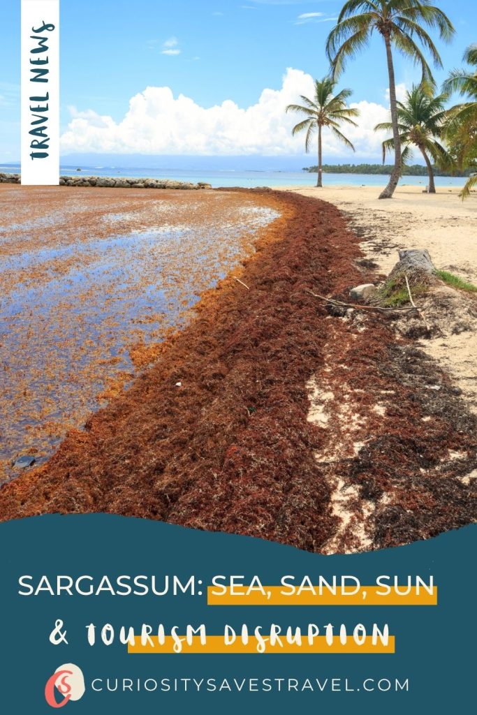 A beach covered in brown seaweed with palm trees in the background and a text box in the top left that says "travel news" and another at the bottom that reads "Sargassum: Sea, Sand, Sun & Tourism Disruption."