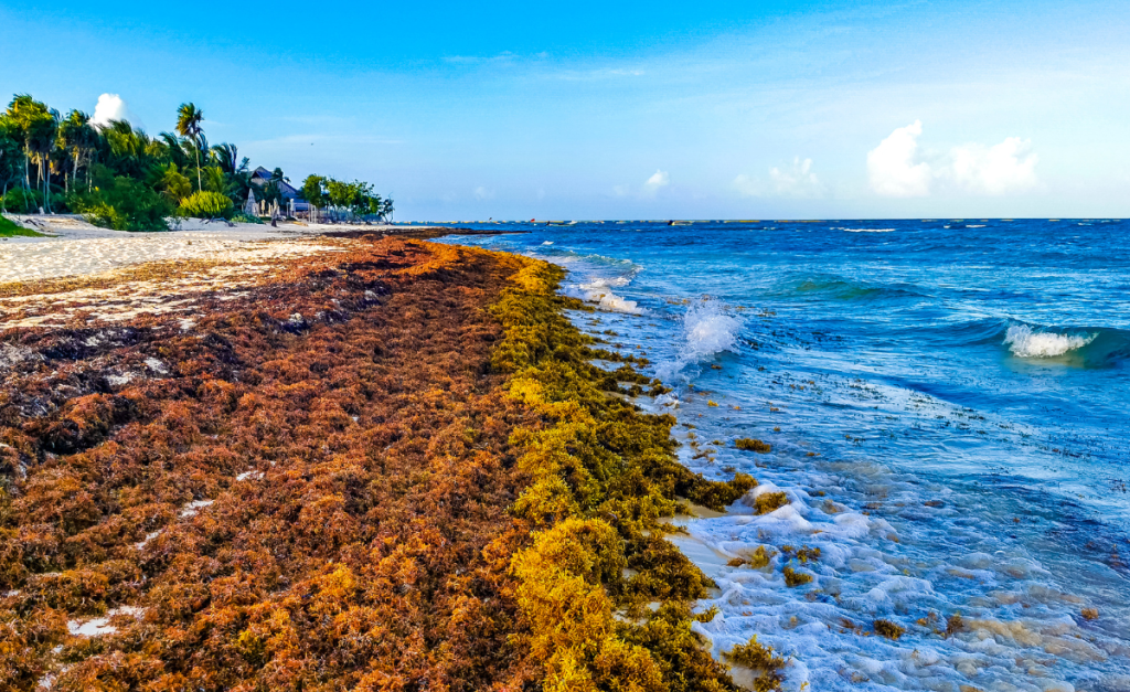 A beach almost completely covered in brown seaweed, with palm trees and buildings behind the sand line.