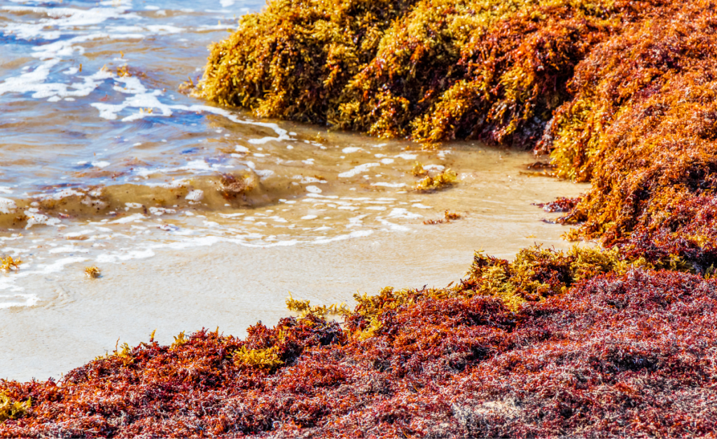 A close up photo of piled up brown seaweed on sand next to water.