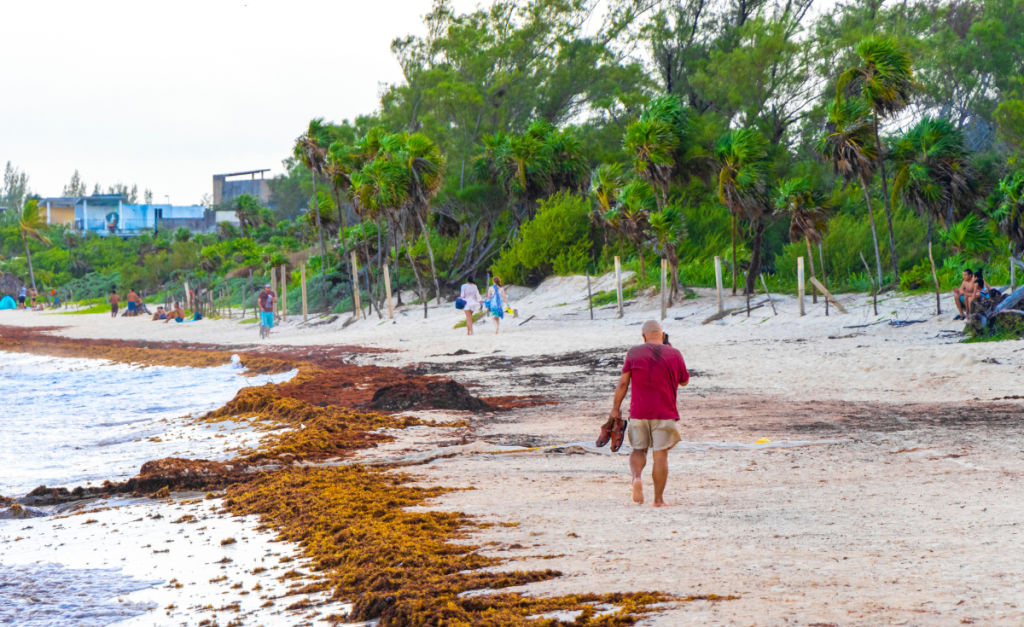 People walking along a beach with greenery and some buildings on one side, and a build up of brown seaweed on the other between the sand and waves.