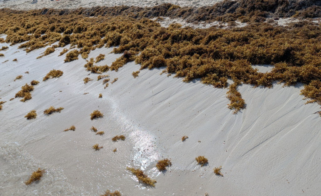 A sandy beach with a line of brown seaweed on the sand.