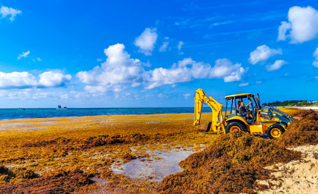 A yellow digger truck digging up huge piles of brown seaweed from a beach with boats on the water and blue skies in the background.