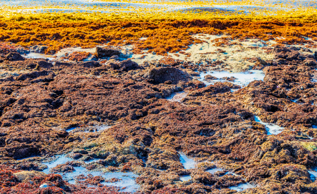 Piles of brown, rotting seaweed on sand with little bits of water.