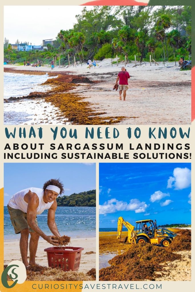 A grid of a landscape photo above two portrait photos with text in the middle that reads "what you need to know about Sargassum landings including sustainable solutions!" The top image shows people walking on a beach with lots of brown seaweed, the bottom left shows a man collecting brown seaweed into a plastic basket and the bottom right shows a yellow digger truck collecting huge mounds of brown seaweed on a beach.