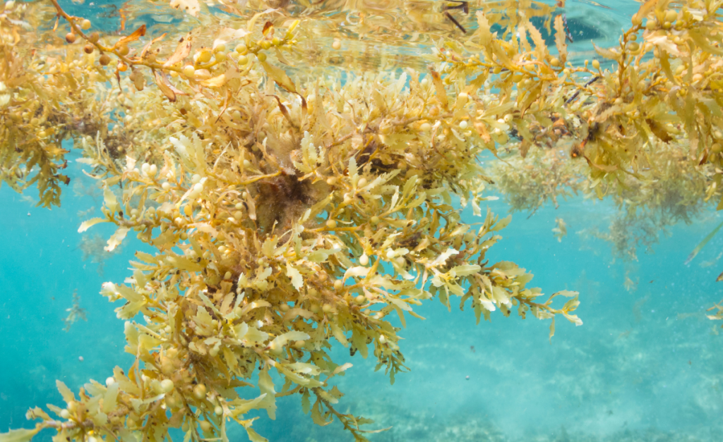 A clump of light yellow-ish seaweed floating in aqua waters as seen from underwater.